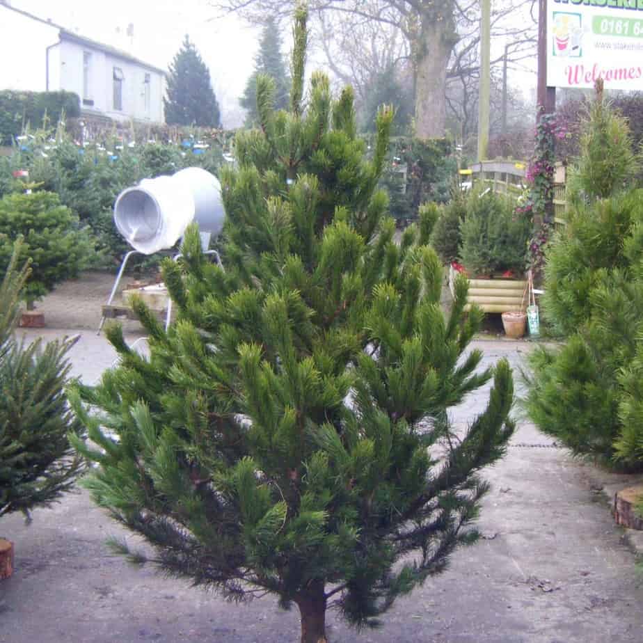 Scotch Pine christmas tree, very popular and one of the originals. Low drop but often very wide but plenty of space between branches for decorations