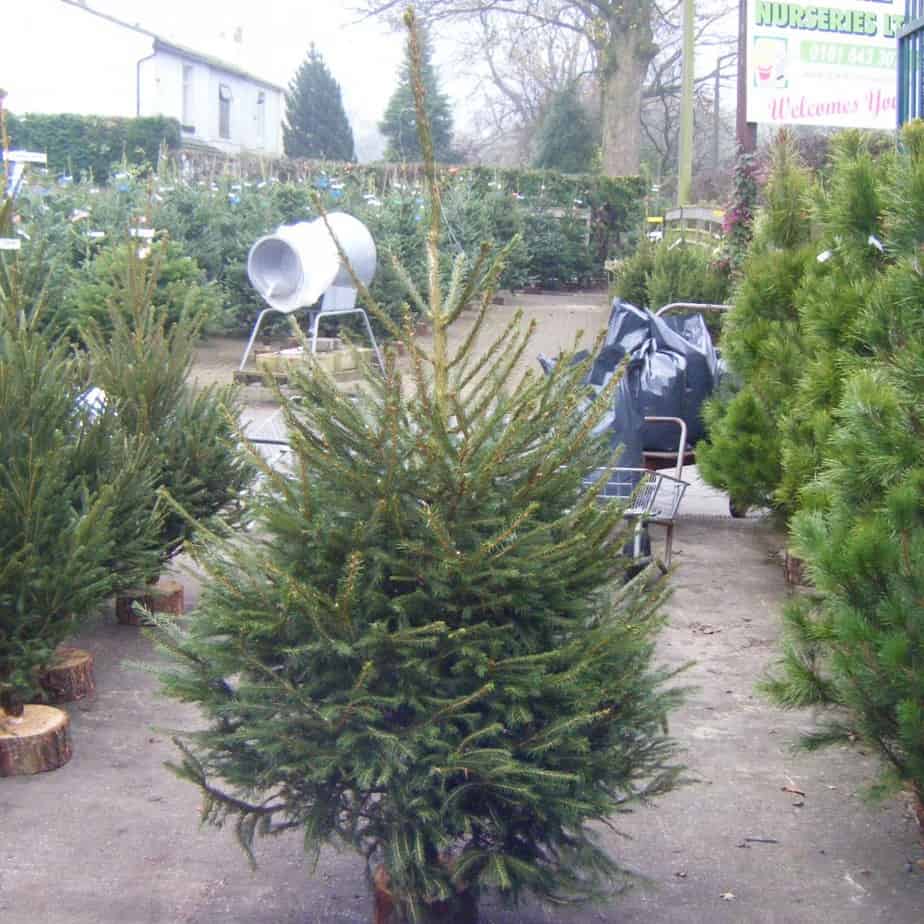 Traditional Spruce Christmas Tree are perfect for outdoors but are not suitable for indoors are they quickly drop there needles unless in a cool room for only a couple of days