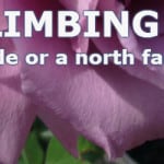 Top 8 climbing roses for shade or a north facing wall