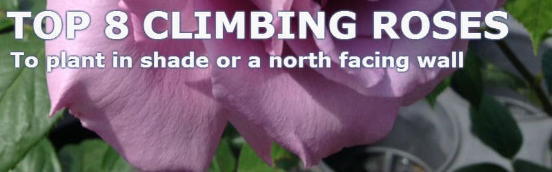 Top 8 climbing roses for shade or a north facing wall