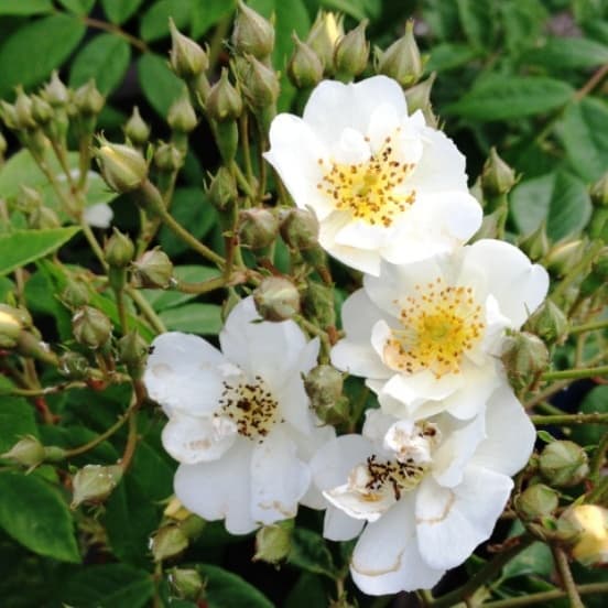 Wedding Day climbing rose Wwedding Day white climbing rose is fragrant and grows very large to around 8 meters.