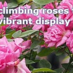 when to plant climbing roses