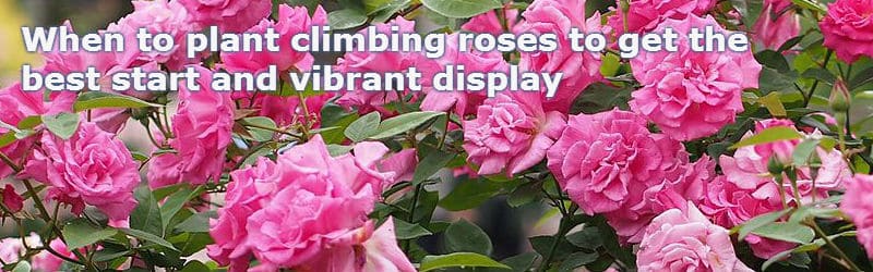 when to plant climbing roses