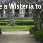 when to prune a wisteria