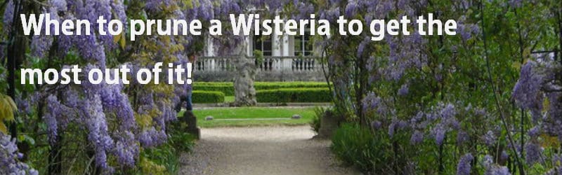 when to prune a wisteria