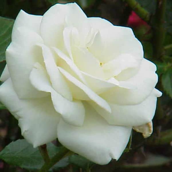 White cockade climbing rose