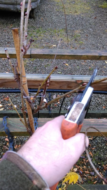 Prune Wisteria and climbing roses  in December