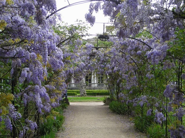 wisteria climber