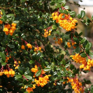 Berberis darwinii can be light pruned after flowering in spring to remove dead flowers
