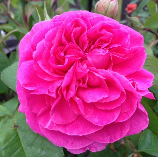 GERTRUDE JEKYLL OLD ENGLUSH ROSE