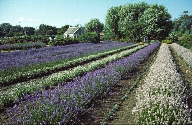 Lavender grown as a hedge