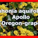 Mahonia aquifolium apollo flowers in spring