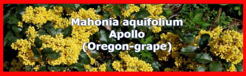 Mahonia aquifolium apollo flowers in spring