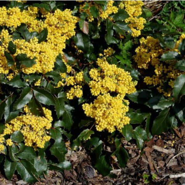 Mahonia aquifolium Apollo is an easy to grow evergreen shrub that requires very little maintenance. Ideal for shady areas and providing winter, spring colour. Mahonia apollo spring flowering evergreen ground cover shrub