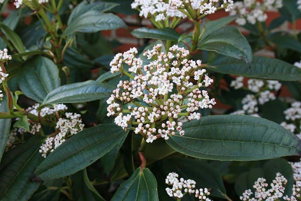 Viburnum davidii produce white flowers in summer