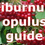 Viburnum opulus guide