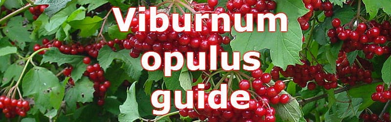 Viburnum opulus guide
