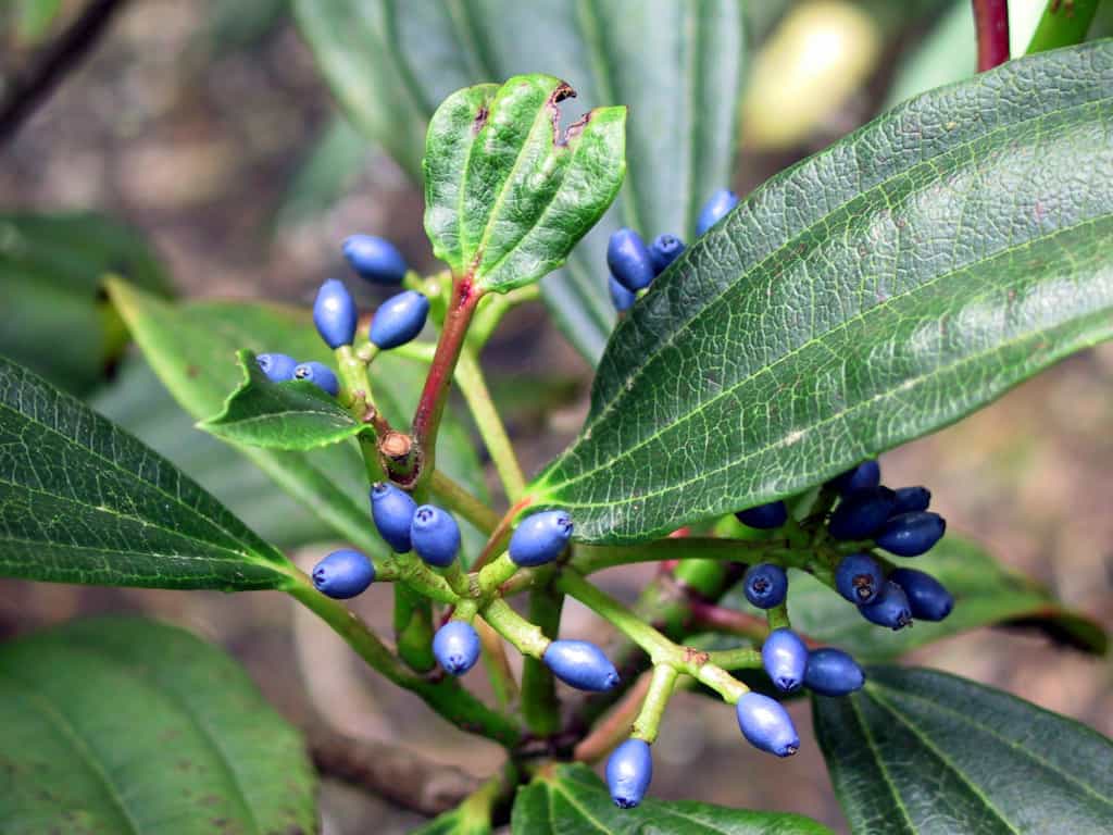 Viburnum davidii fruits follow the white flowers in summer and provide winter colour, the fruits cannot be eaten. Viburnum davidii fruits
