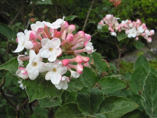 Viburnum carlesii deciduous fast growing shrub