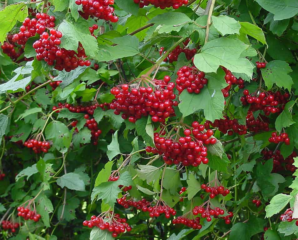 Viburnum opulus berries