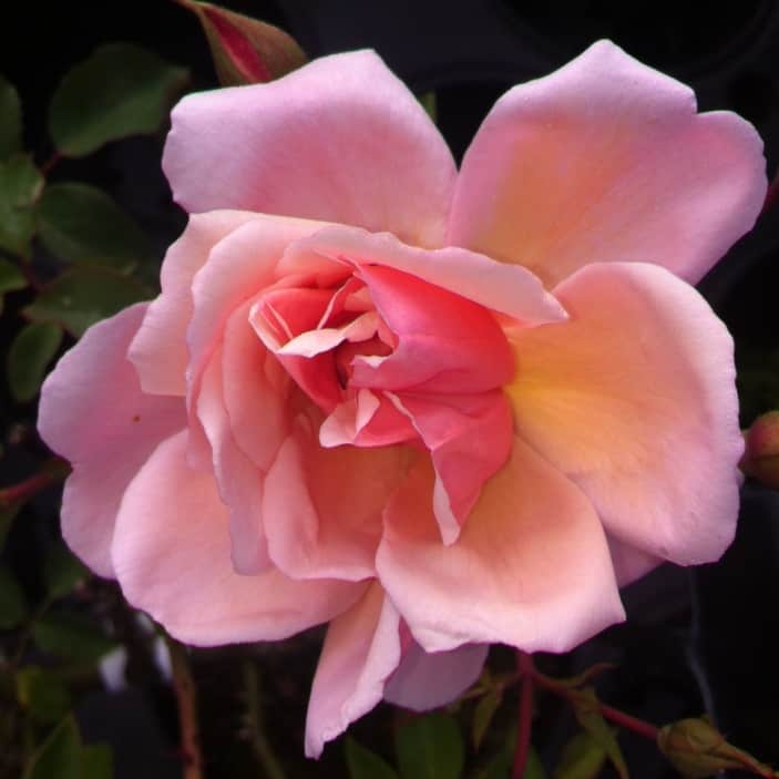 Albertine rambling rose, perfect for attracting wildlife into the garden providing cover and nectar for bees