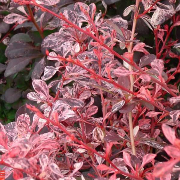 Berberis harlequin that is a deciduous variety. Prune in spring after flowering