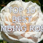 Top 10 Best climbing roses