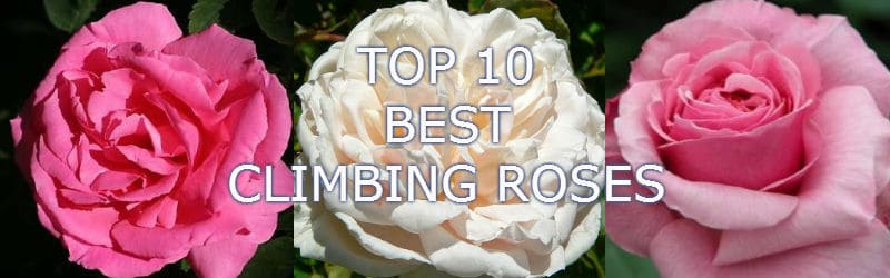 Top 10 Best climbing roses