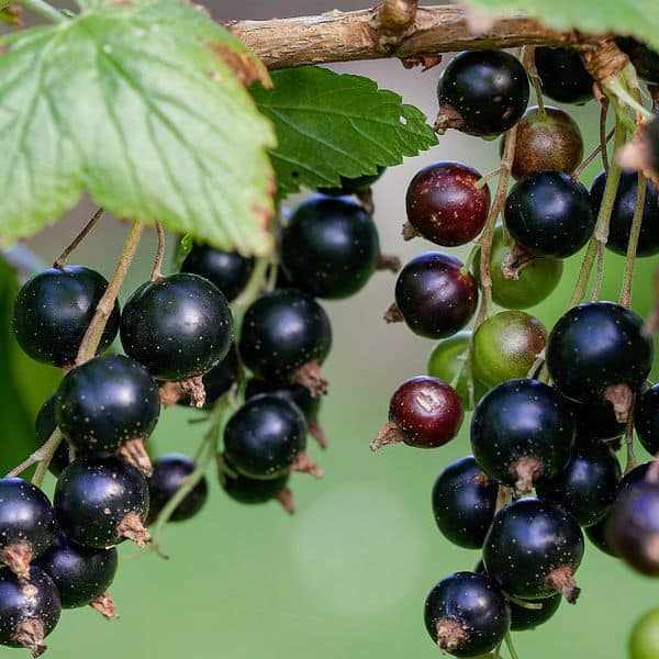 Prune Blackcurrant plants in autumn to late winter around every 4 years removing the oldest branches