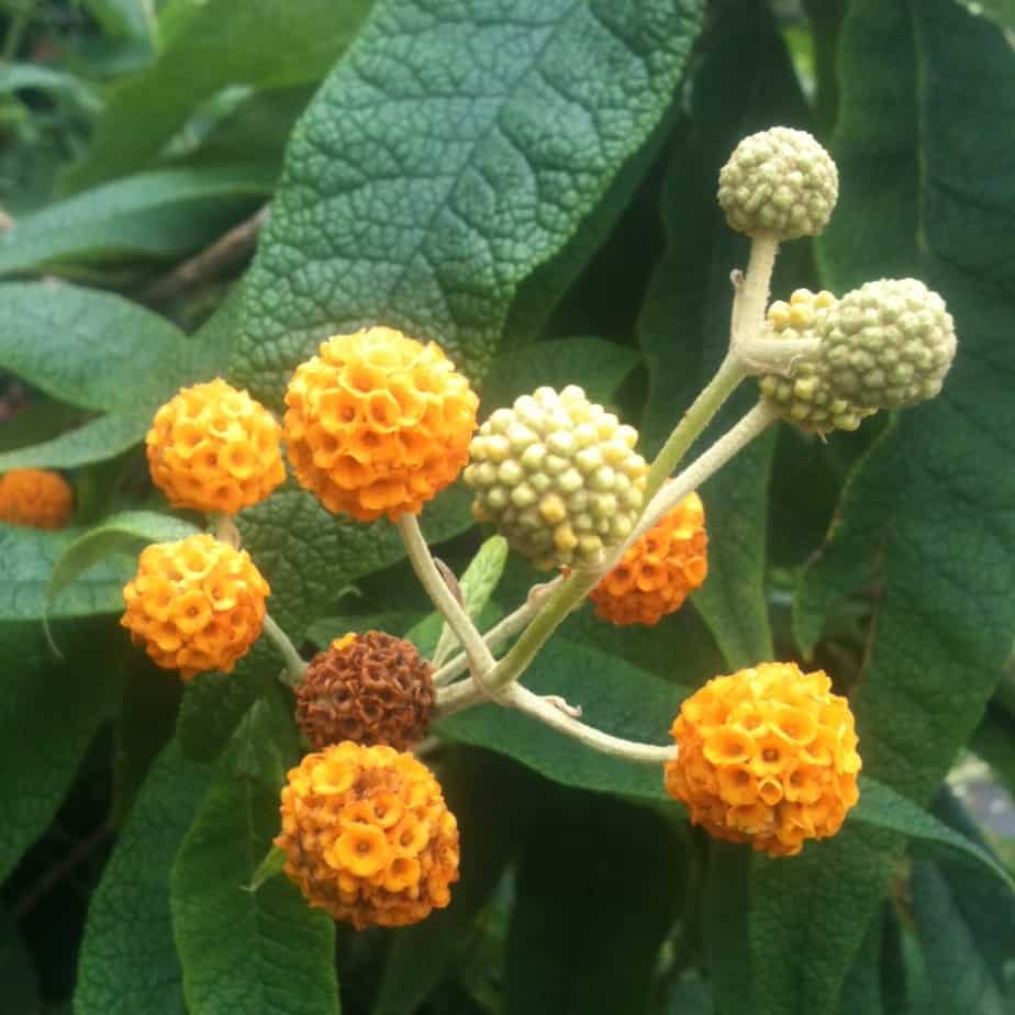 buddleia globosa is an example of of cultivar not to prune back. Remove faded flowers after flowering only