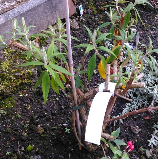 A Buddleia davidii that has been pruned to around 2ft tall. Prune back the previous years growth.