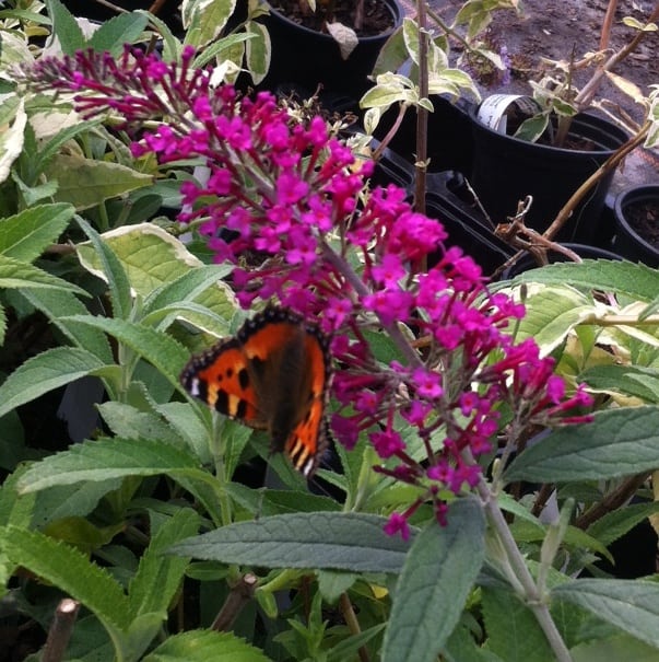 Buddleia Royal Red that can be pruned back hard with butterfly on. Prune back in spring when good growth has started to shoot. cut previous years growth