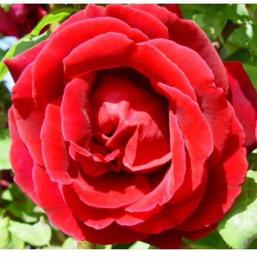 hybrid tea rose - different types of roses
