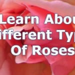 different types of roses