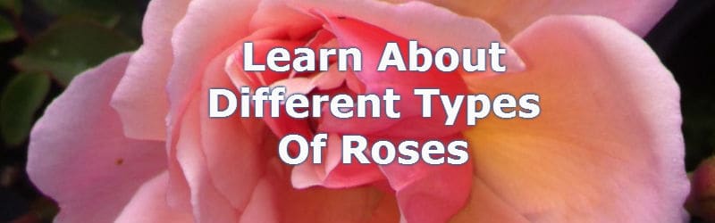 different types of roses