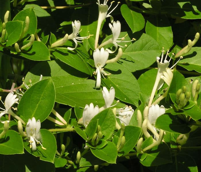 Lonicera Japonica do not require pruning. cut to shape in spring if needed