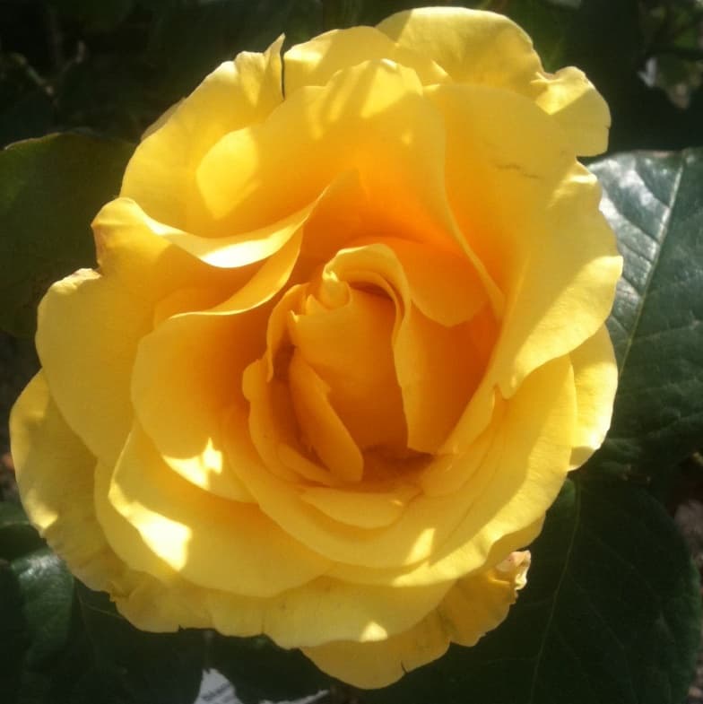 golden wedding rose type