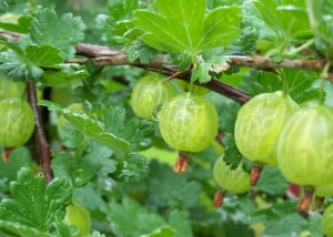 Gooseberries need to be pruned twice a year