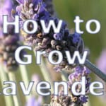 how to grow Lavender plants