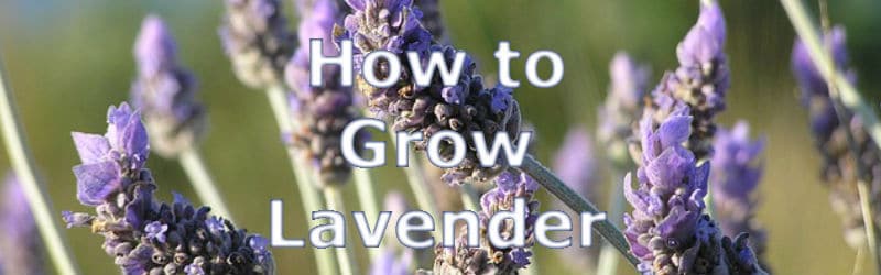 how to grow Lavender plants