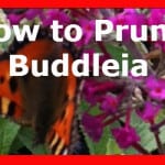 Pruning Buddleia correctly in spring and when not to prune