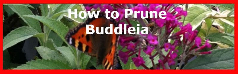 Pruning Buddleia correctly in spring and when not to prune