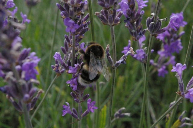 lavender attracts bees