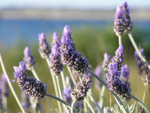 lavender flowers