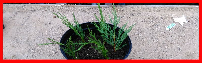 leylandii cutting potted