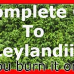 Leylandii guide, growing tips, propagation, plant hedge