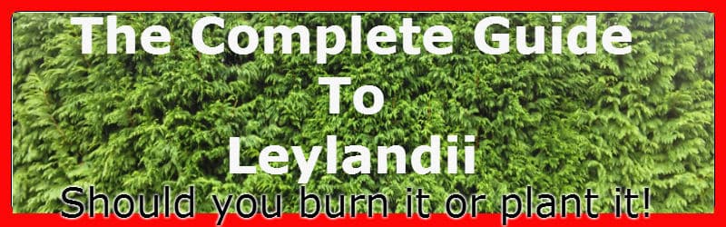 Leylandii guide, growing tips, propagation, plant hedge