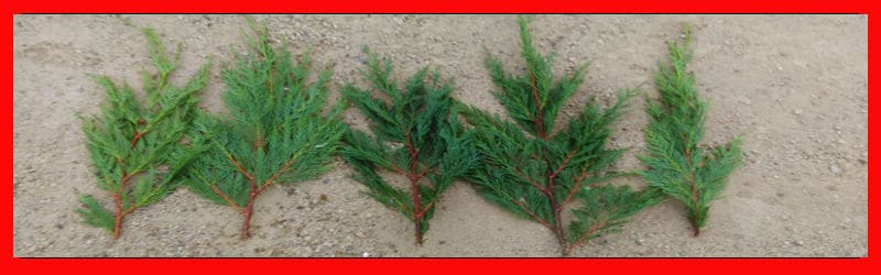 leylandii prunings ready to remove the lower foliage