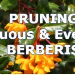 Pruning berberis for a healthy plant or hedge