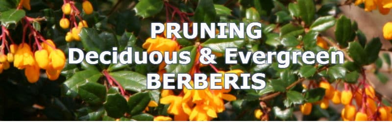 Pruning berberis for a healthy plant or hedge